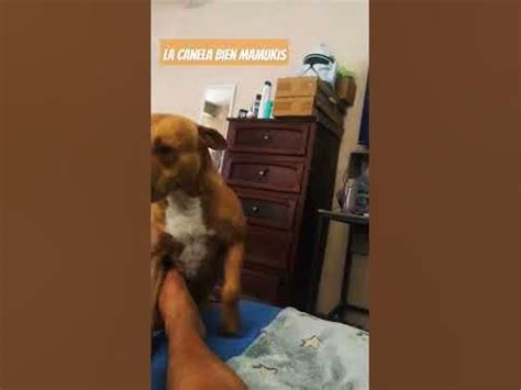 mamada perro